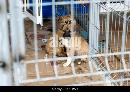 Due Cuccioli salvato in una gabbia di ricovero, di carità e di misericordia del tema, animal shelter, cane di salvataggio, di volontariato Foto Stock