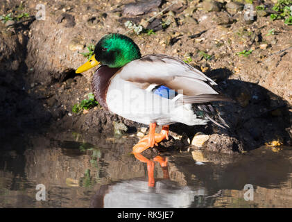 Drake (maschio) Mallard Duck (Anas platyrhynchos) permanente al bordo d'acqua in inverno nel West Sussex, Regno Unito. Vista laterale. Foto Stock