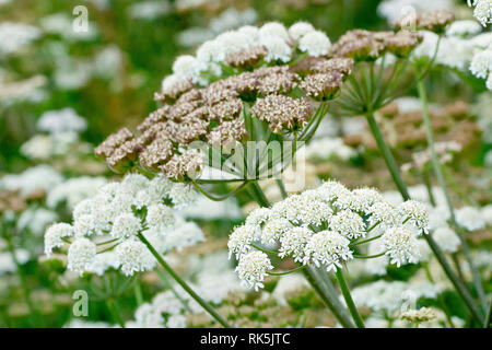 Hogweed o vacca pastinaca (heracleum sphondylium), che cresce in abbondanza sulla riva del fiume. Foto Stock