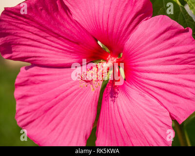 Close-up immagine di una rosa di fiori di ibisco Foto Stock