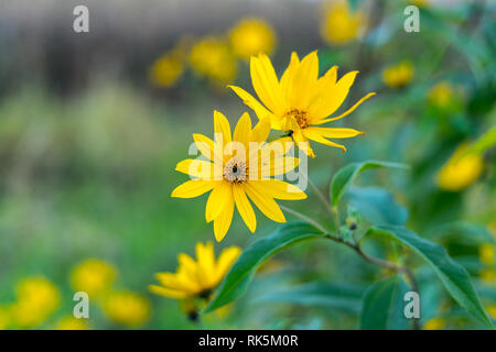 I fiori delle piante ornamentali Massimiliano girasole (Helianthus maximiliani). Foto Stock