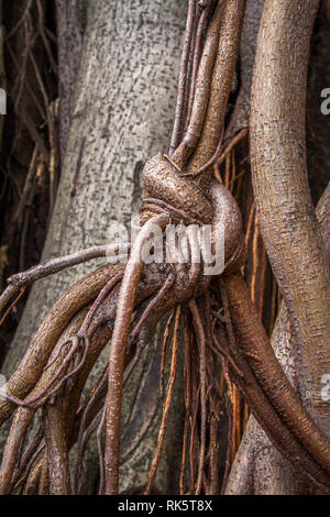 Ficus elastica più antenna e di impuntamento radici un close-up immagine seppia Foto Stock