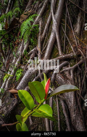Ficus elastica più antenna e radici di impuntamento di una foto in primo piano Foto Stock