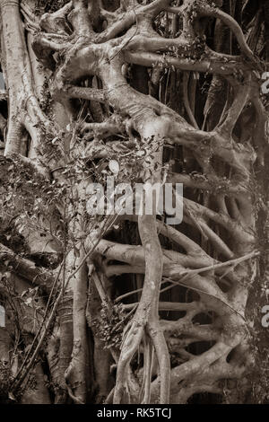 Ficus elastica più antenna e di impuntamento radici un close-up immagine seppia Foto Stock