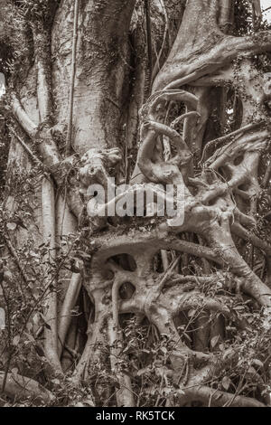 Ficus elastica più antenna e di impuntamento radici un close-up immagine seppia Foto Stock