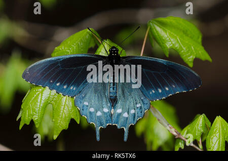 A coda di rondine Pipevine, Battus philenor, crogiolarsi maschio Foto Stock