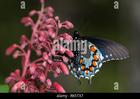 A coda di rondine Pipevine, Battus philenor, maschio nectaring dal rosso Buckeye, Aesculus pavia Foto Stock