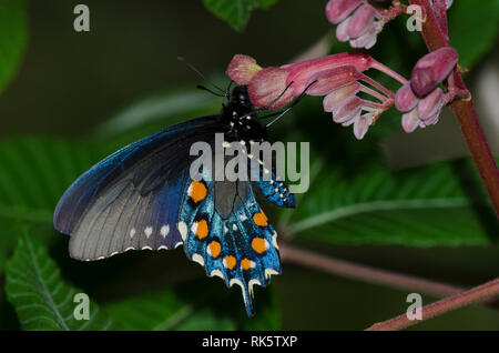 A coda di rondine Pipevine, Battus philenor, maschio nectaring dal rosso Buckeye, Aesculus pavia Foto Stock