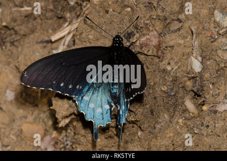 A coda di rondine Pipevine, Battus philenor, maschio fango-copertura Foto Stock