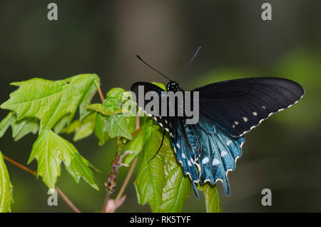 A coda di rondine Pipevine, Battus philenor, crogiolarsi maschio Foto Stock