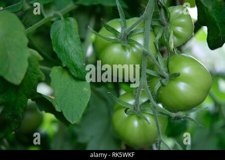 Pomodori verdi nel mese di luglio in una serra in Norvegia Foto Stock