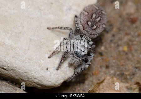 Jumping Spider, Phidippus mystaceus, femmina gravido Foto Stock