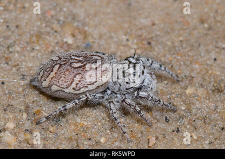 Jumping Spider, Phidippus mystaceus, femmina gravido Foto Stock