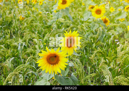 Girasoli crescono in un campo contro un sfondo di miglio. Campo di girasoli. Bumble Bee seduto su un girasole Foto Stock