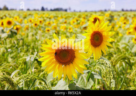 Girasoli crescono in un campo contro un sfondo di miglio. Campo di girasoli. Bumble Bee seduto su un girasole Foto Stock