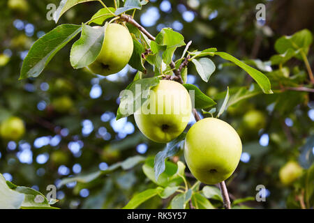 Green mele mature che cresce in giardino. Fresco, sano, succose mele cresce su alberi in un meleto, solo in attesa di essere ritirati Foto Stock