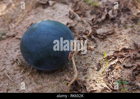 Anguria (Citrullus lanatus) cresce nel giardino vegetale nel sole illumina Foto Stock