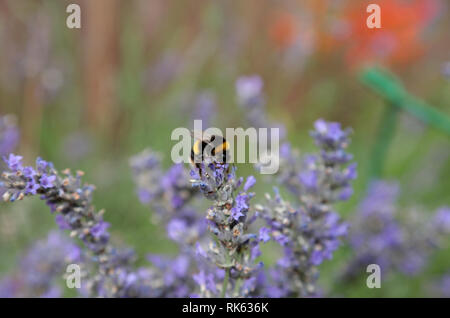 White Tailed bumblebee sulla lavanda Foto Stock