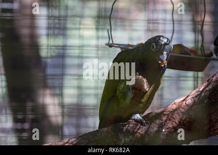 Squamosa Amazzone nuca (Pionus maximiliani), Aka scagliose capo-pionus, Massimiliano parrot, alimentando all'interno del suo involucro allo Zoo di Asunción, Paraguay Foto Stock