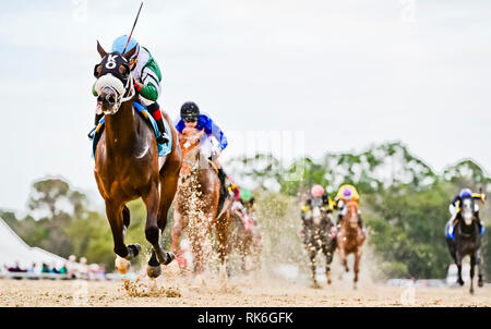 Tampa, Florida, Stati Uniti d'America. Il 9 febbraio, 2019. Febbraio 9, 2019: ben definito #9, guidato da Pablo Morales, vince la Sam F. Davis Stakes sulla baia di Tampa Derby giornata di anteprima a Tampa Bay Downs a Tampa, in Florida. Scott Serio/Eclipse Sportswire/CSM/Alamy Live News Foto Stock