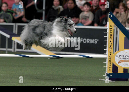 New York, Stati Uniti d'America. 9 Feb 2019. Il duca, un Shetland Sheepdog, concorrenti nelle eliminatorie della Westminster Kennel Club del Master di agilità del campionato. Credito: Adam Stoltman/Alamy Live News Foto Stock