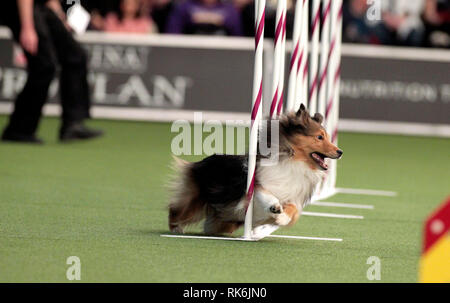 New York, Stati Uniti d'America. 9 Feb 2019. Tarzan, un Shetland Sheepdog, concorrenti nelle eliminatorie della Westminster Kennel Club del Master di agilità del campionato. Credito: Adam Stoltman/Alamy Live News Foto Stock