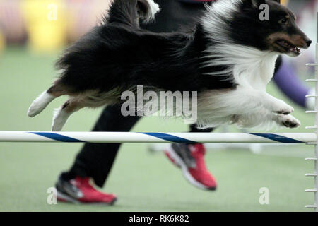 New York, Stati Uniti d'America. 9 Feb 2019. Il Boss, un Shetland Sheepdog, concorrenti nelle eliminatorie della Westminster Kennel Club del Master di agilità del campionato. Credito: Adam Stoltman/Alamy Live News Foto Stock