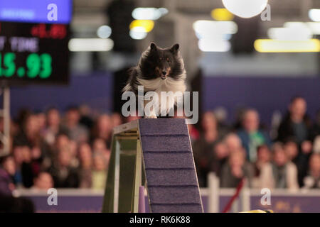 New York, Stati Uniti d'America. 9 Feb 2019. Il Boss, un Shetland Sheepdog, concorrenti nelle eliminatorie della Westminster Kennel Club del Master di agilità del campionato. Credito: Adam Stoltman/Alamy Live News Foto Stock