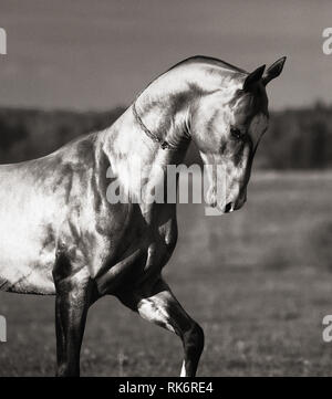 Ritratto di stallone Akhal-Teke dancing in campi. Foto verticale, bianco e nero, fino in prossimità della testa e del collo in movimento. Foto Stock