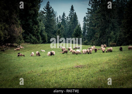 Gli ovini e i caprini del pascolo Foto Stock