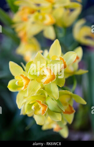 Selrcted giardino di fiori di orchidea per il decor e la bellezza Foto Stock