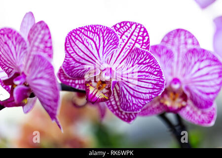 Selrcted giardino di fiori di orchidea per il decor e la bellezza Foto Stock
