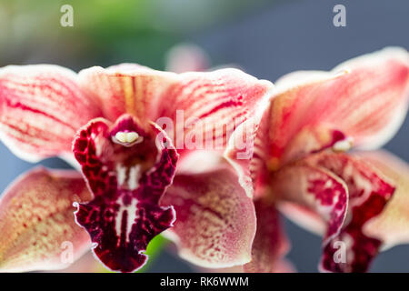 Selrcted giardino di fiori di orchidea per il decor e la bellezza Foto Stock