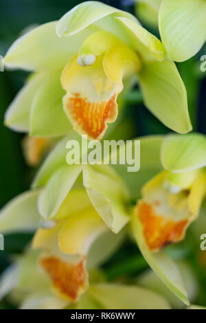 Selrcted giardino di fiori di orchidea per il decor e la bellezza Foto Stock