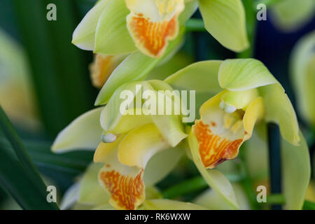 Selrcted giardino di fiori di orchidea per il decor e la bellezza Foto Stock