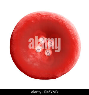 L'emoglobina, emoglobina Hb o Hgb, è il ferro-contenenti ossigeno-metalloprotein trasporto nelle cellule rosse del sangue. Esso trasporta l'ossigeno al corpo Foto Stock