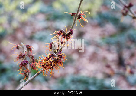 Hamamelis x intermedia "Jelena' Fiori. Foto Stock