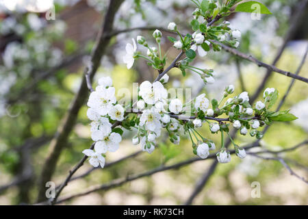 Prunus cerasus 'Morello' Fiore. Foto Stock