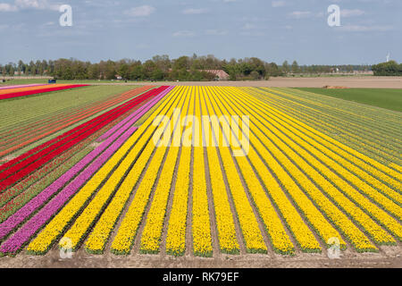 Colorato tulip campo con tralicci di elettricità in Olandese Noordoostpolder Foto Stock