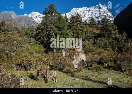 Pack animale al piede del Gangchhenta (grande Tiger Mountain) da Lemithang camp, Gasa distretto, Snowman Trek, Bhutan Foto Stock
