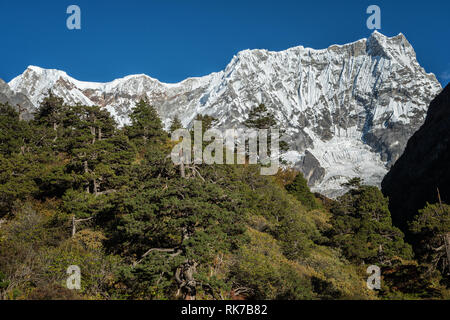 Foresta di fronte Gangchhenta (grande Tiger montagna), Gasa distretto, Snowman Trek, Bhutan Foto Stock
