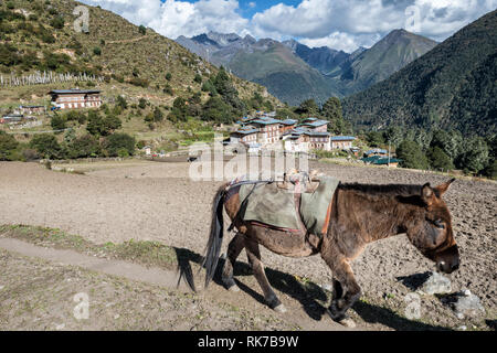 Mulo nel remoto villaggio di Laya, Gasa distretto, Snowman Trek, Bhutan Foto Stock