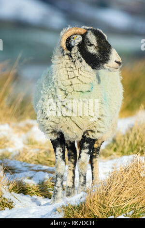 Swaledale pecora, la femmina della specie ovina, in caso di neve in Wensleydale, Inghilterra, Regno Unito. Freddo, wintery scena. Swaledale pecore sono una razza autoctona al North Yorkshire Foto Stock