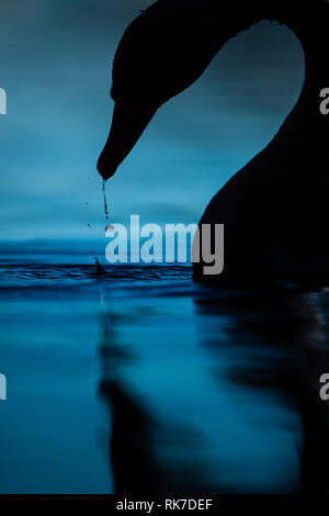 Goccia di acqua che cade dal becco di un locale Cigno in Fattoria Laghetto di Framingham Massachusetts Foto Stock
