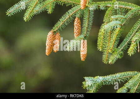Il ramo di un albero sempreverde, un albero di abete rosso con grandi pigne e colorato aghi di pino. Sfocato sfondo verde. Concetto di natura. Spazio per la copia. Foto Stock