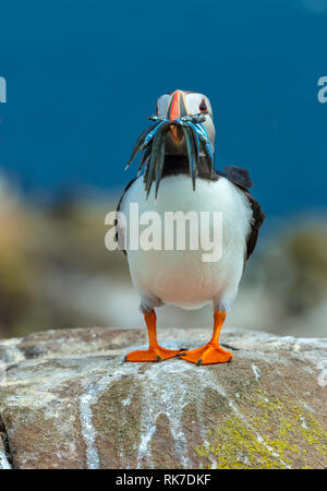 Puffin. Nome scientifico: Fratercula arctica. Atlantic puffin su una roccia con un becco pieno di cicerelli. Guardando avanti con sfondo blu. Ritratto. Foto Stock