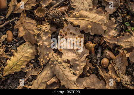 Galli di insetti sulle foglie di quercia Foto Stock