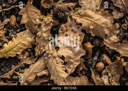 Galli di insetti sulle foglie di quercia Foto Stock