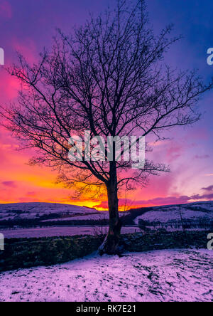 Inverno di Alba nel Yorkshire Dales, Inghilterra, Regno Unito. Stark, sfrondato sicomoro contro un cielo colorato come alba a rottura. Foto Stock