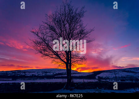 Inverno di Alba nel Yorkshire Dales, Inghilterra, Regno Unito. Stark, sfrondato sicomoro contro un cielo colorato come alba a rottura. Foto Stock